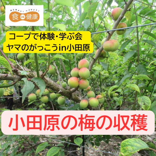 小田原の梅の収穫 (ロゴ)